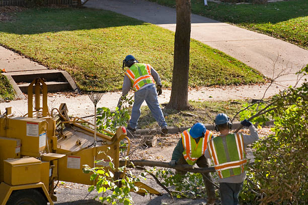 Best Tree Root Removal  in Sudley, VA